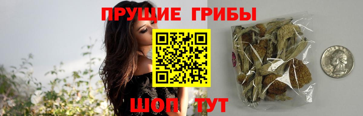 Псилоцибиновые грибы мицелий  Вход с VPN  где можно купить наркотик  Кириши 
